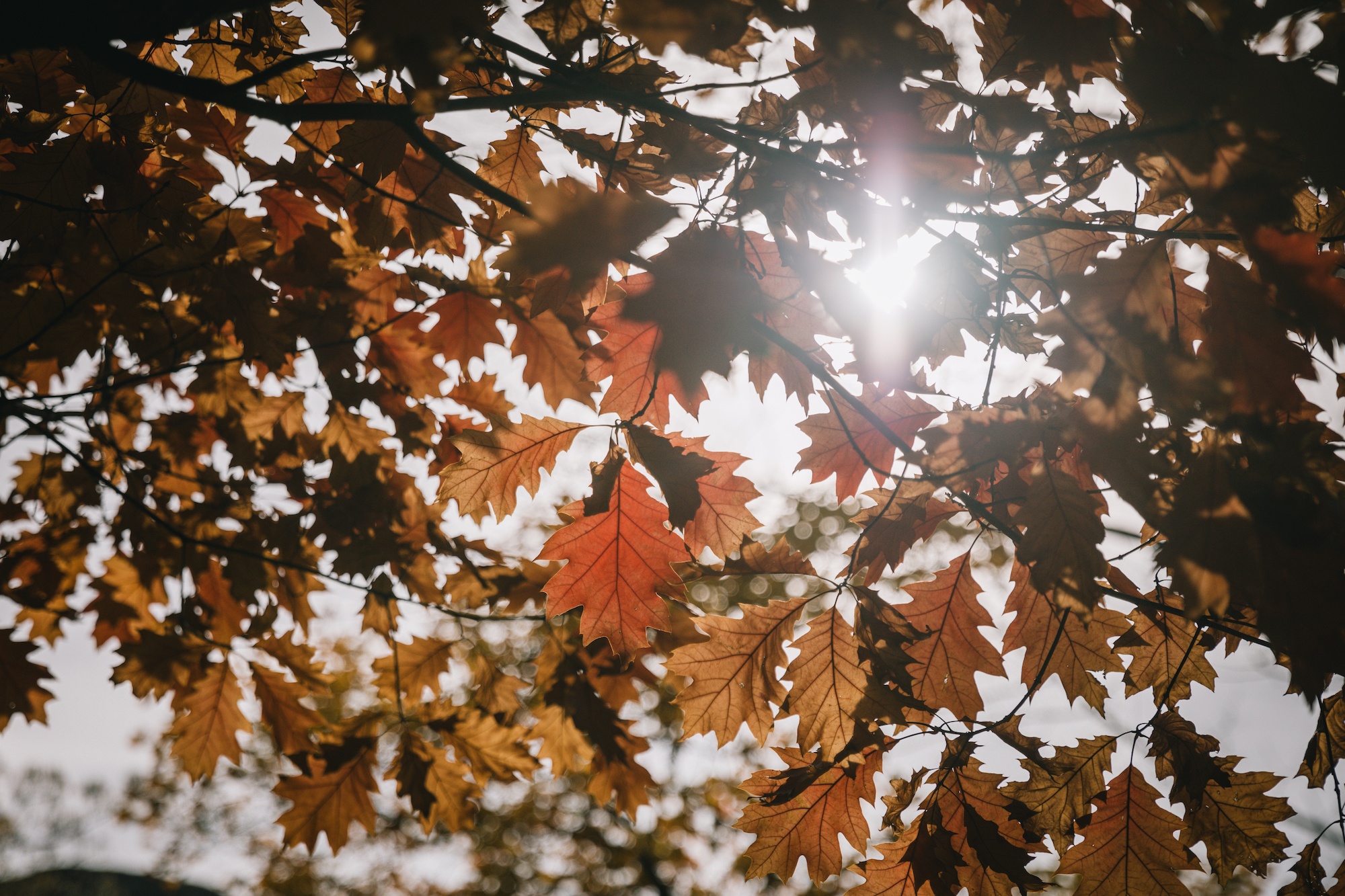 Arrowtown in autumn