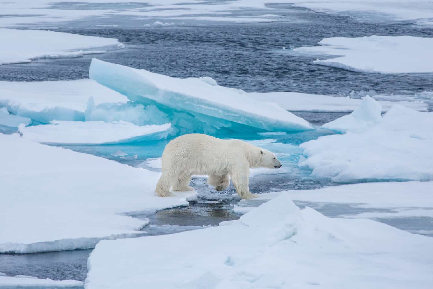 visit svalbard