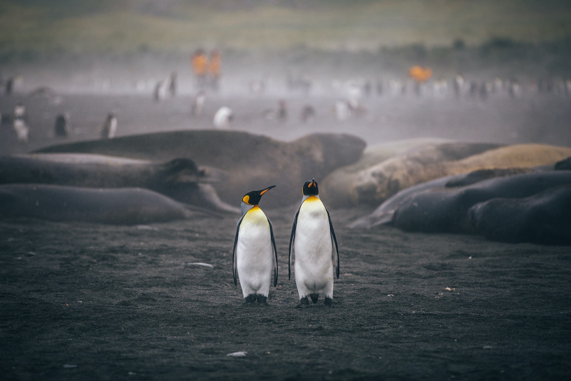 antarctic studies