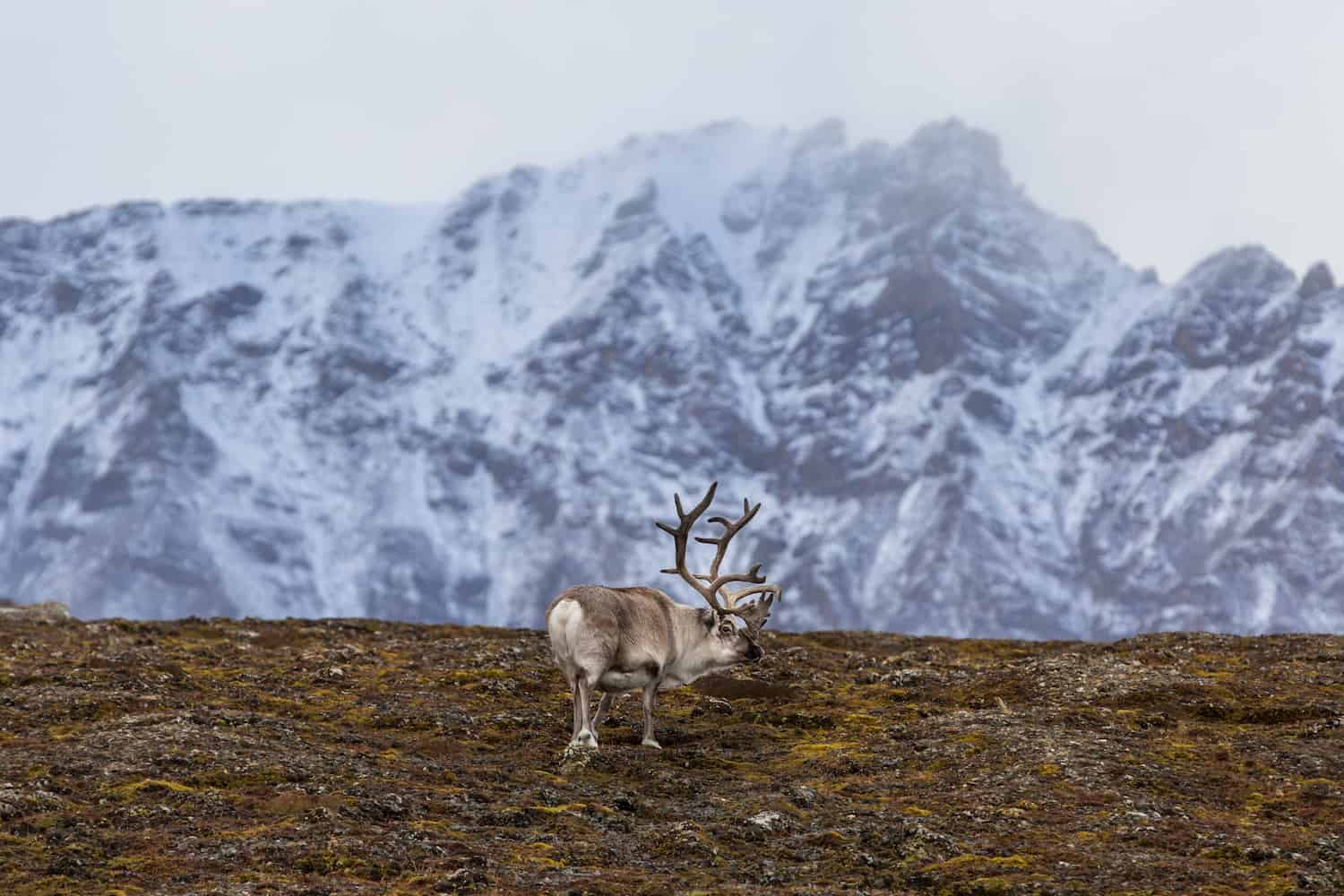 visit svalbard
