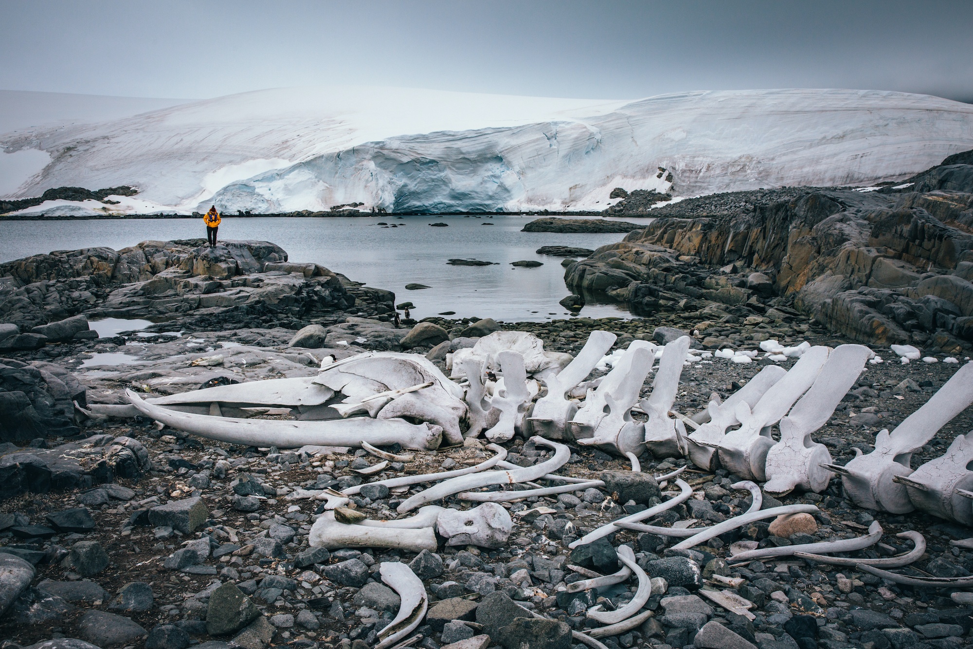 antarctic studies