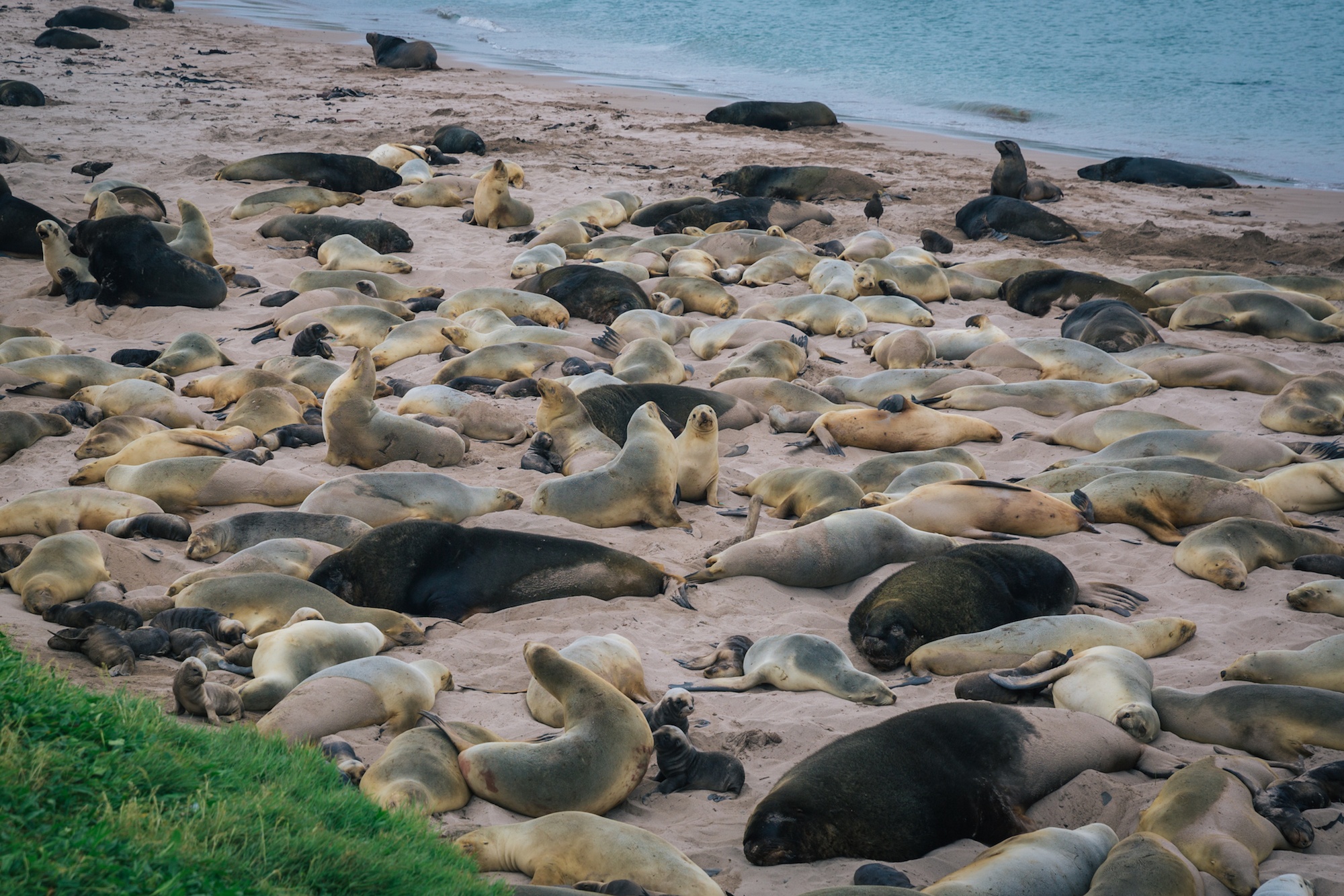 auckland islands travel