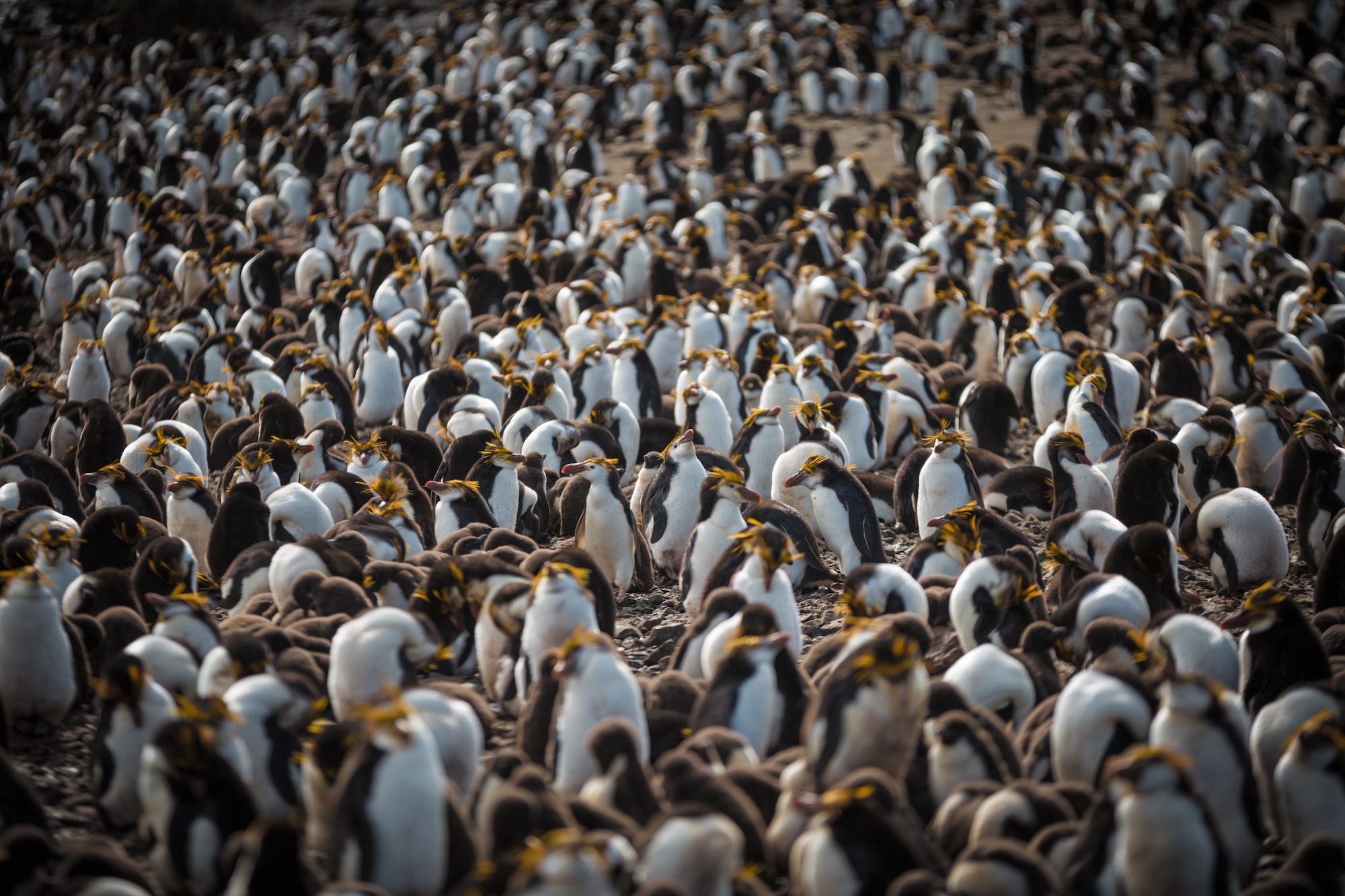 penguins of Antarctica
