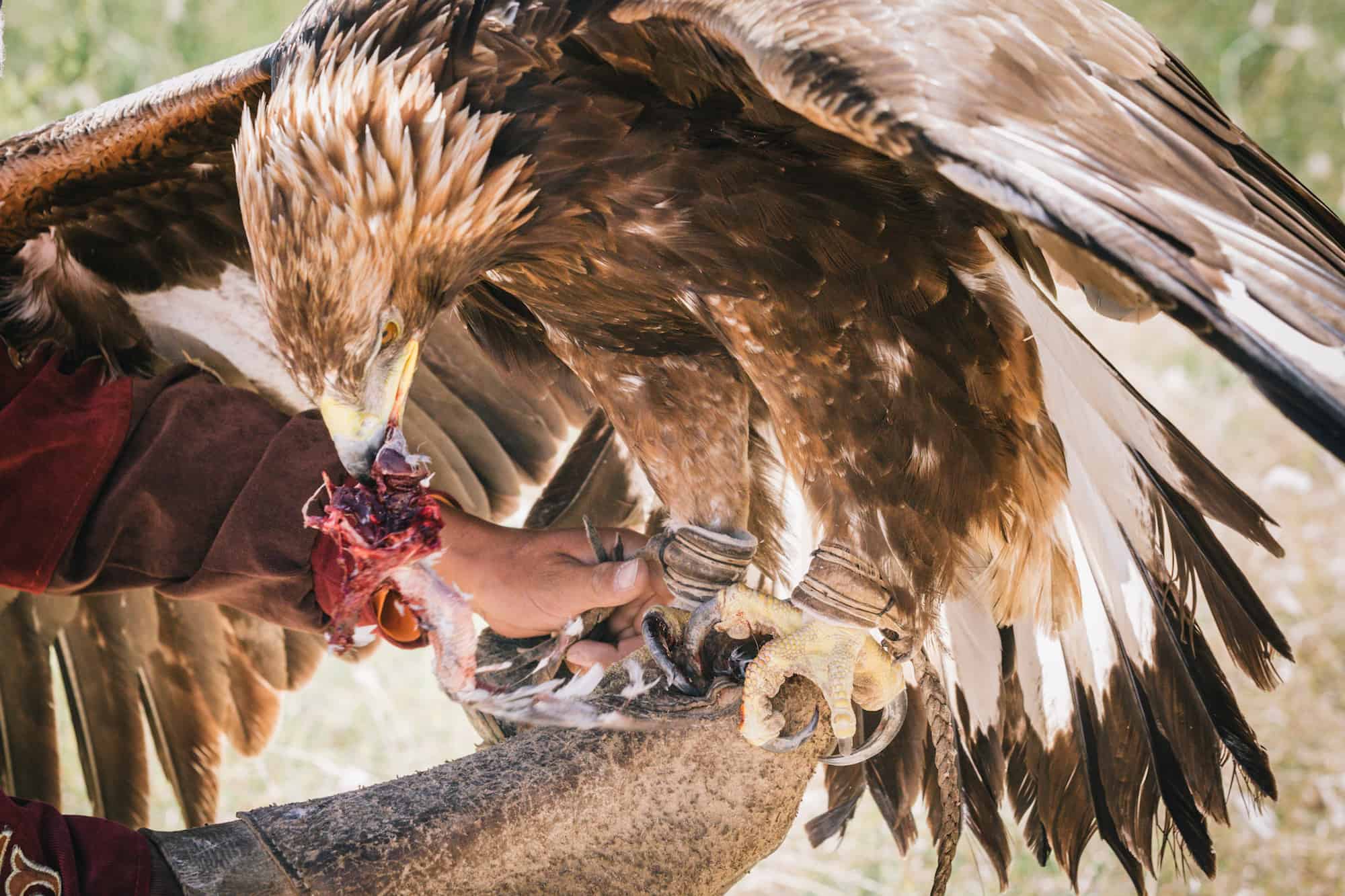 eagle hunting
