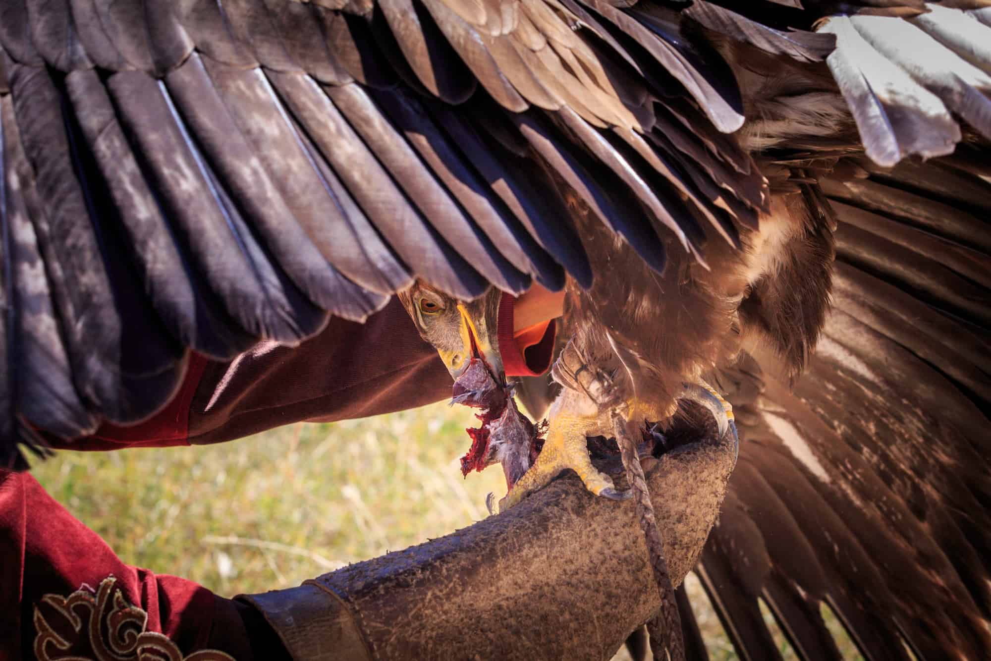 eagle hunting