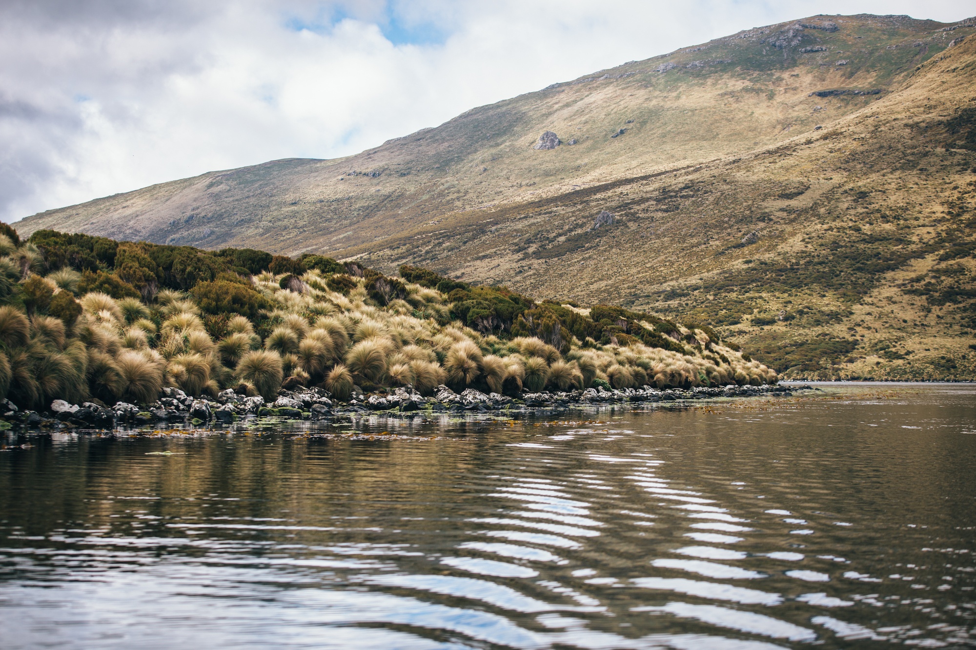 campbell island