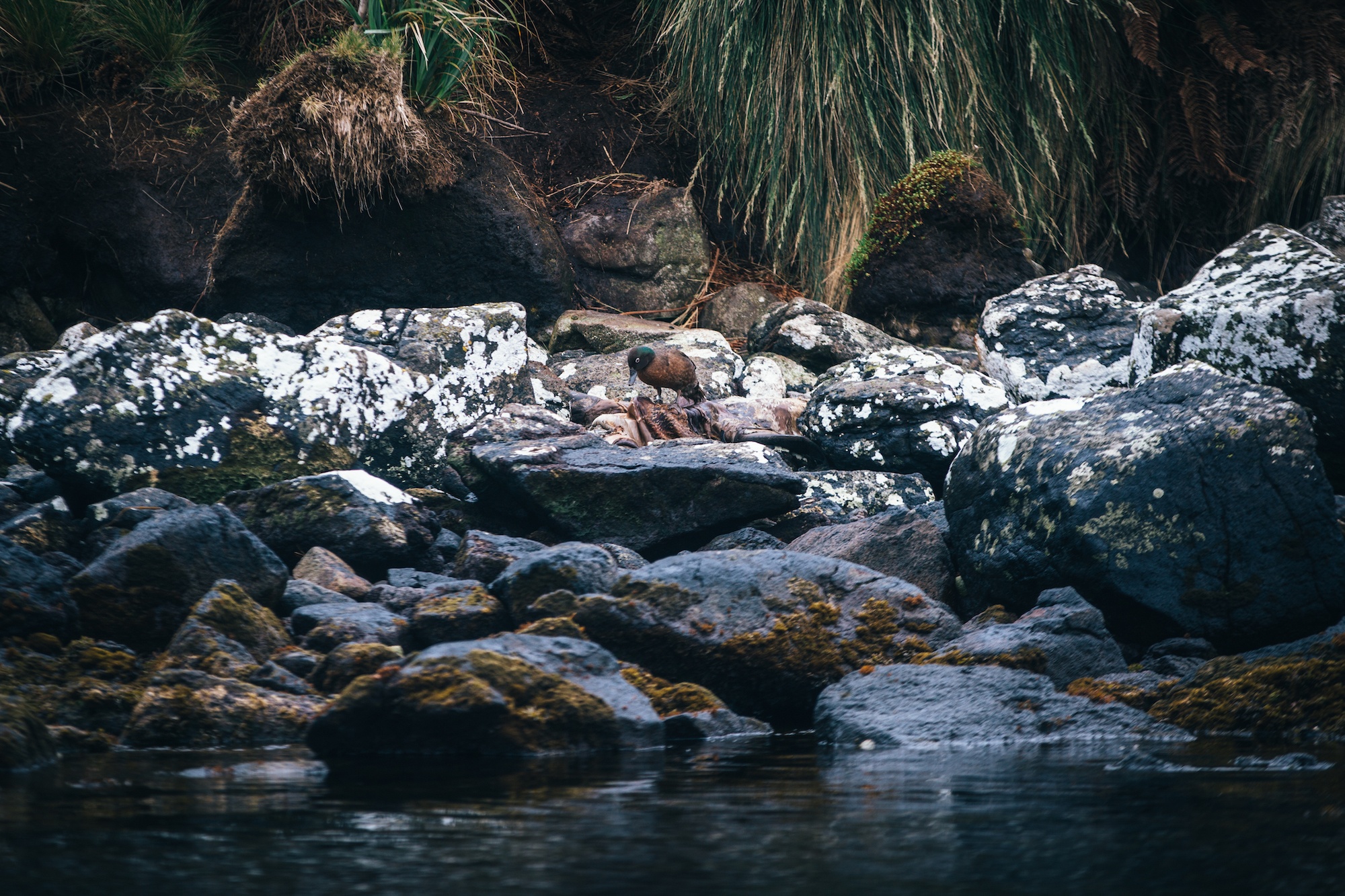 campbell island