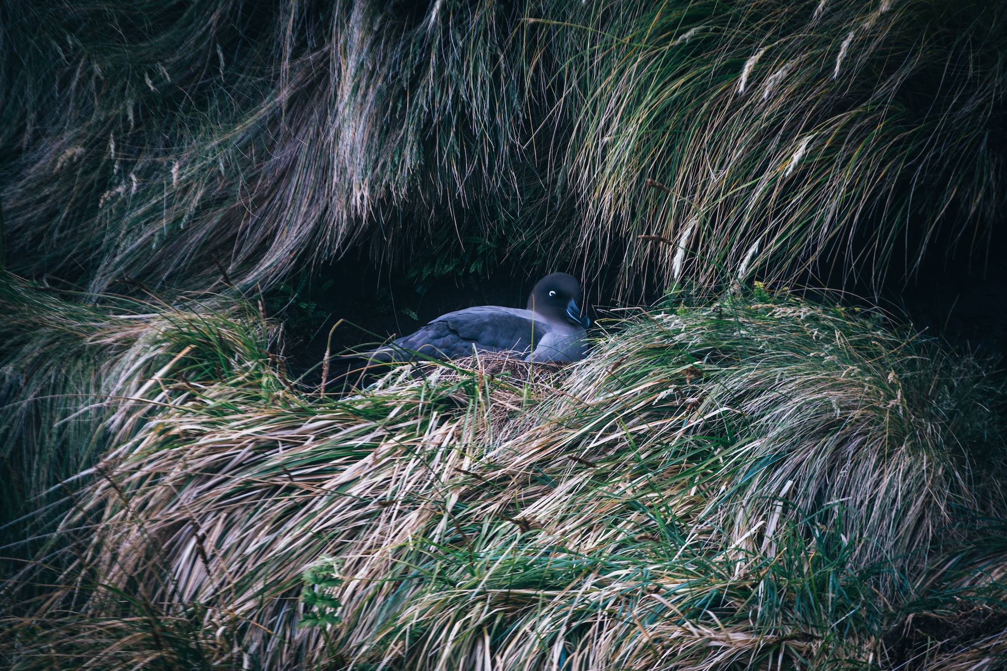 campbell island