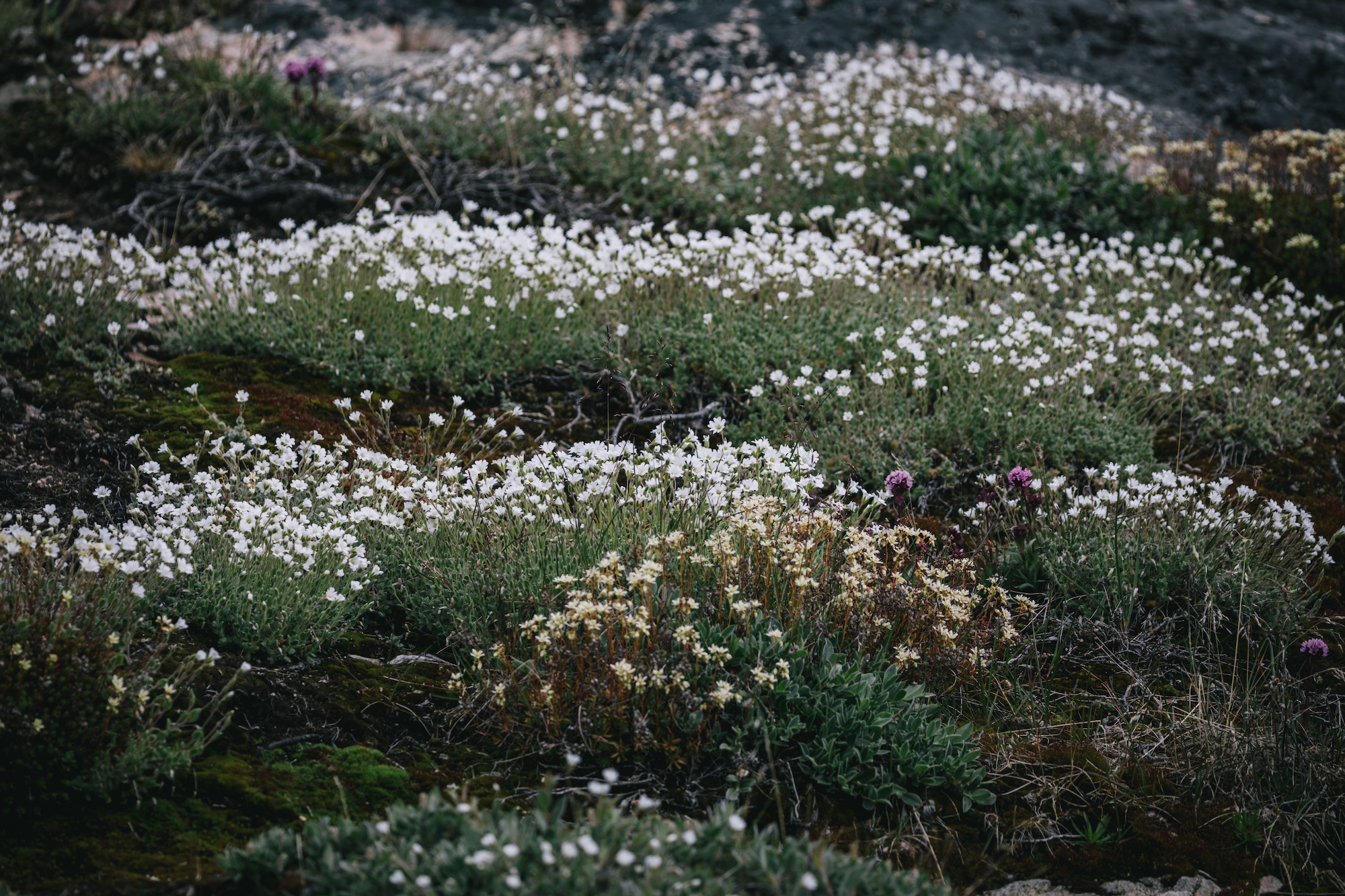Ilulissat