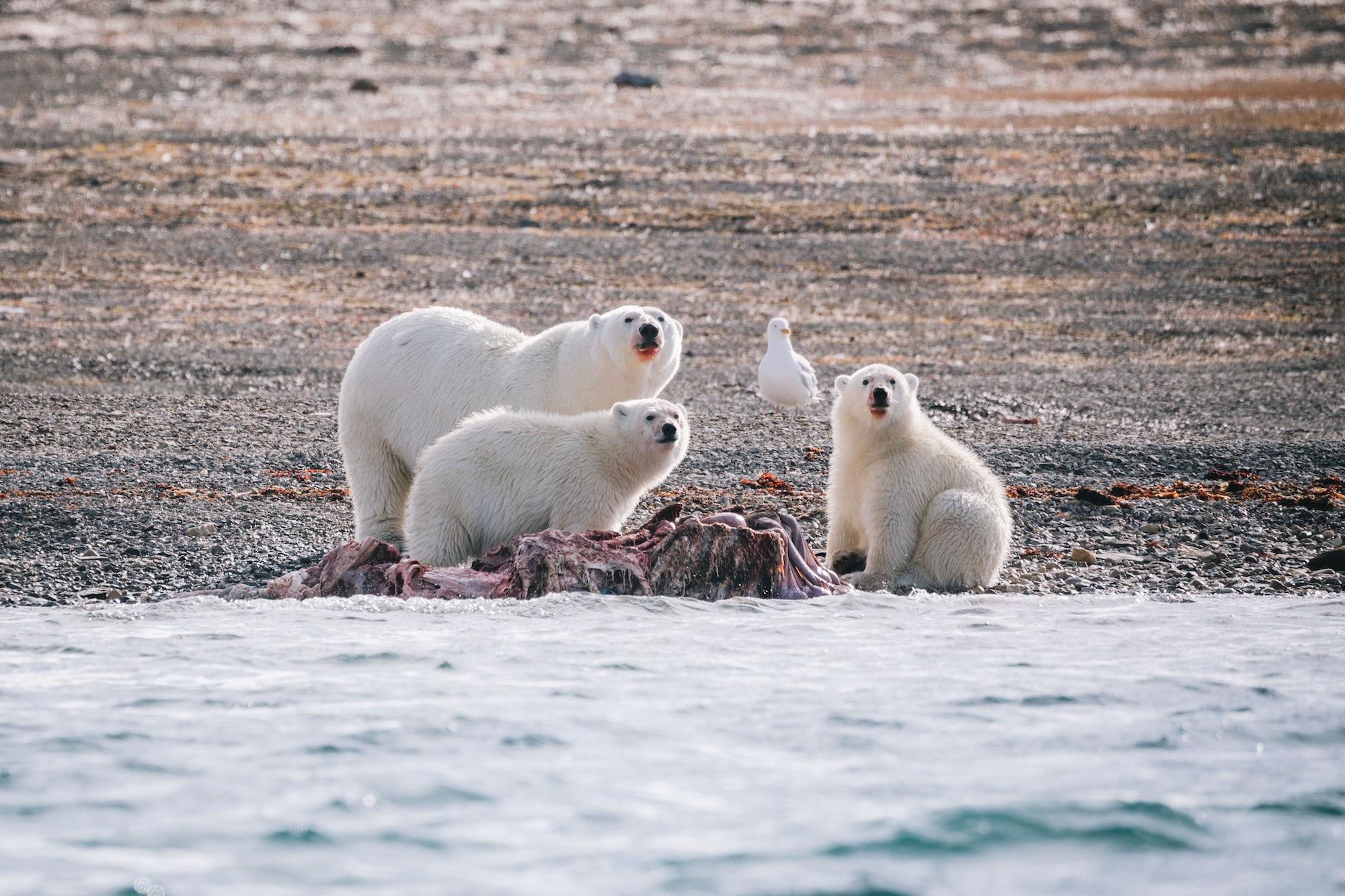 Visit the Arctic