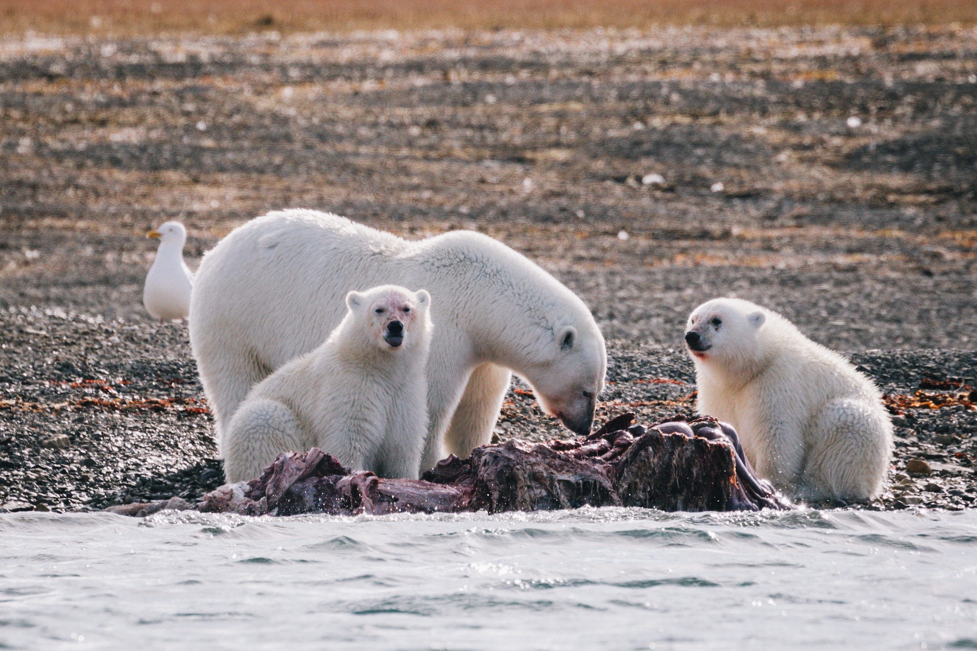 travel to the Arctic