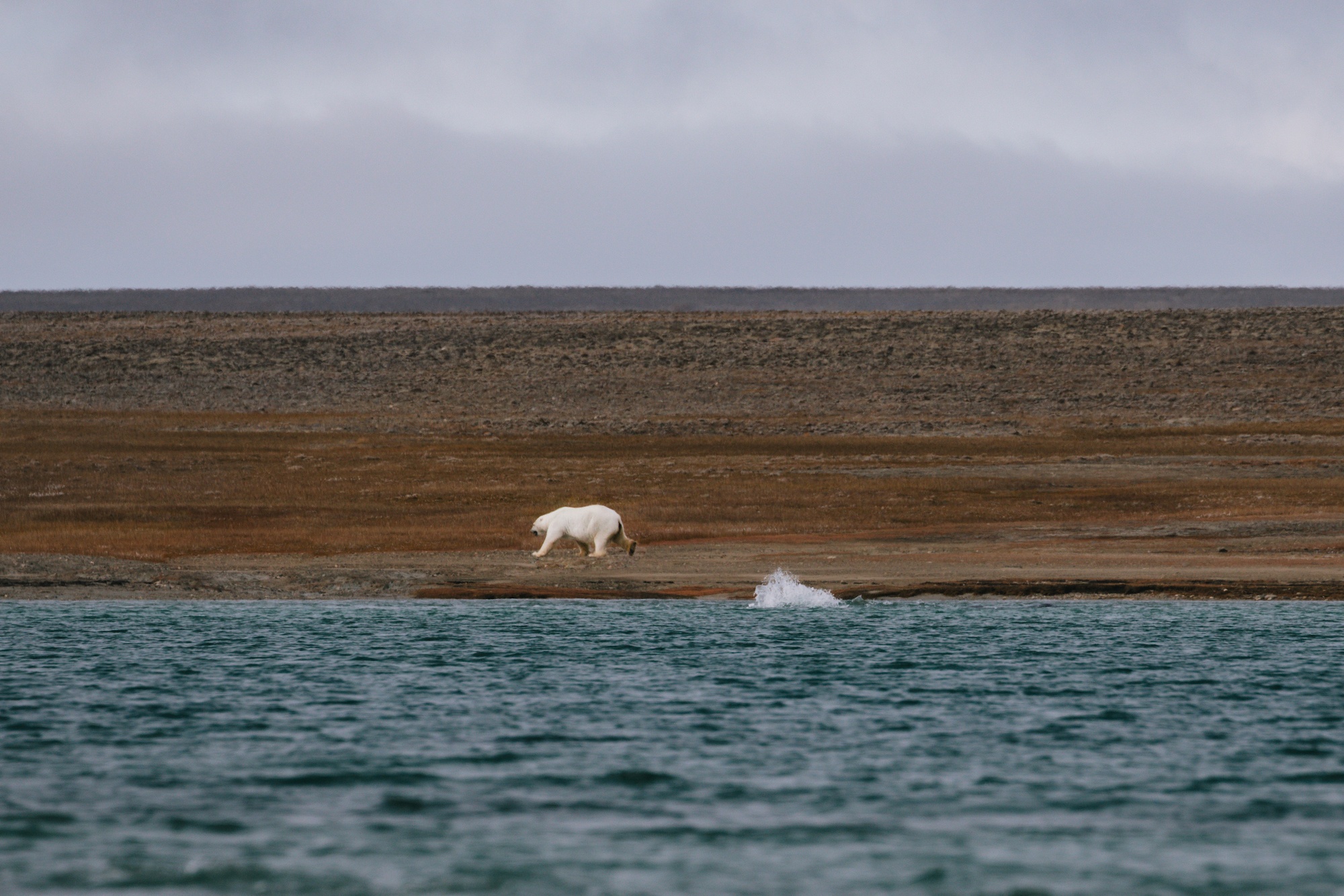 Visit the Arctic