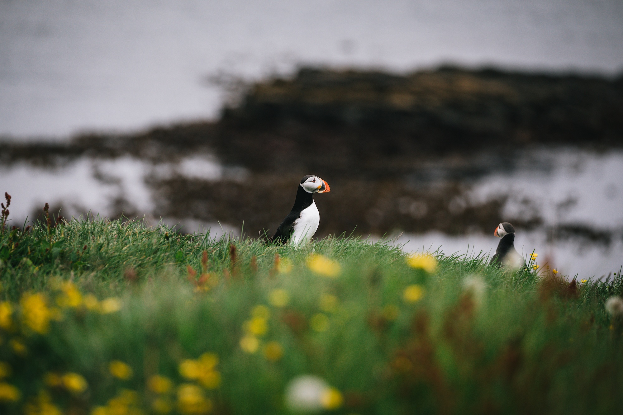 grimsey