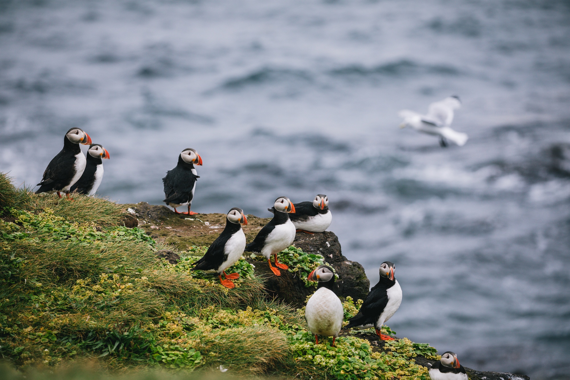 grimsey