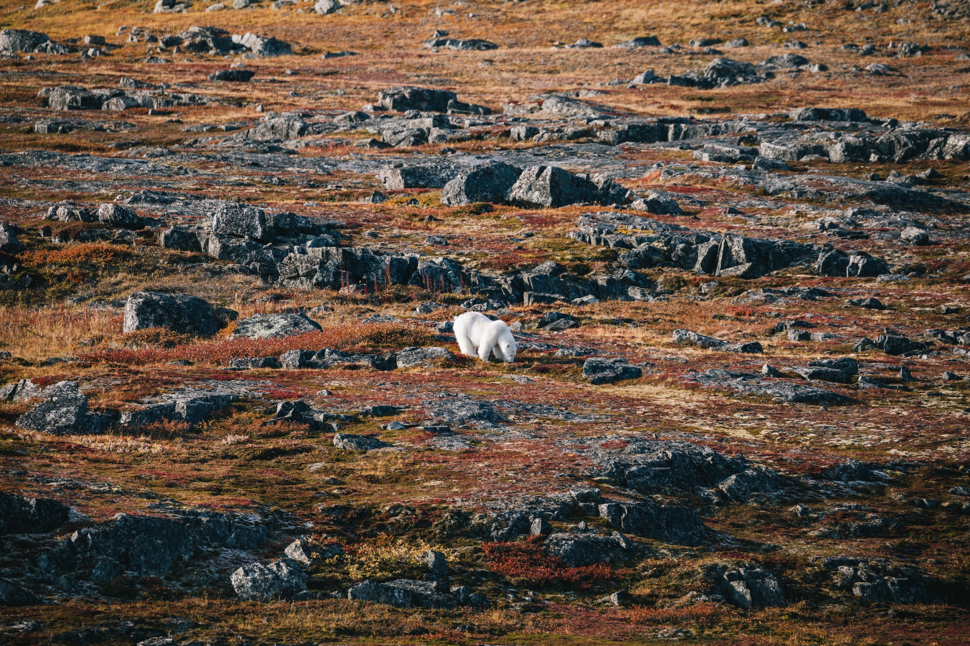 travel to the Arctic