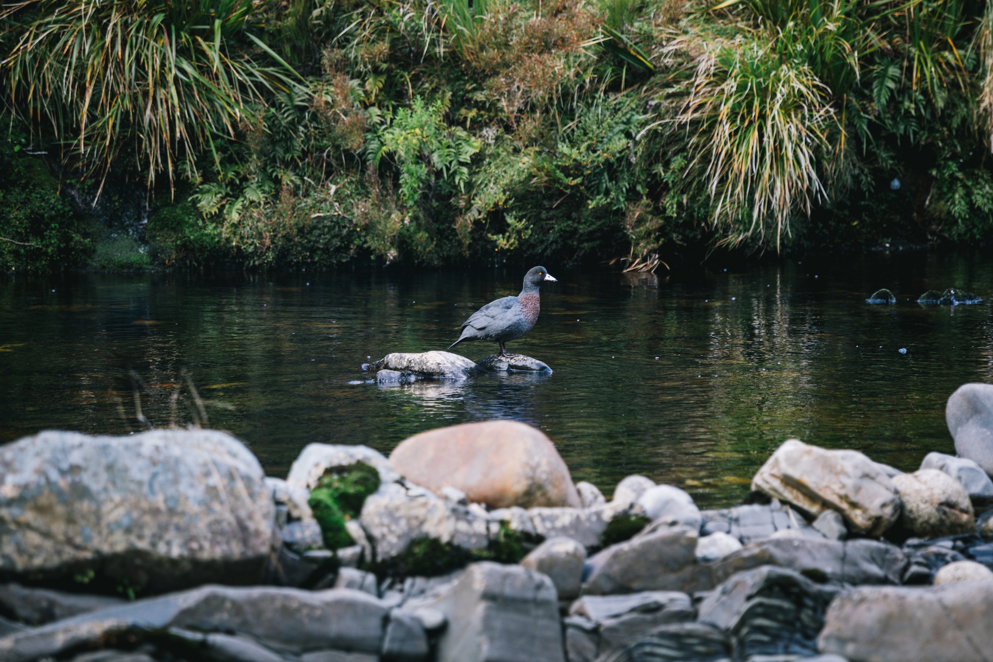 The Heaphy Track