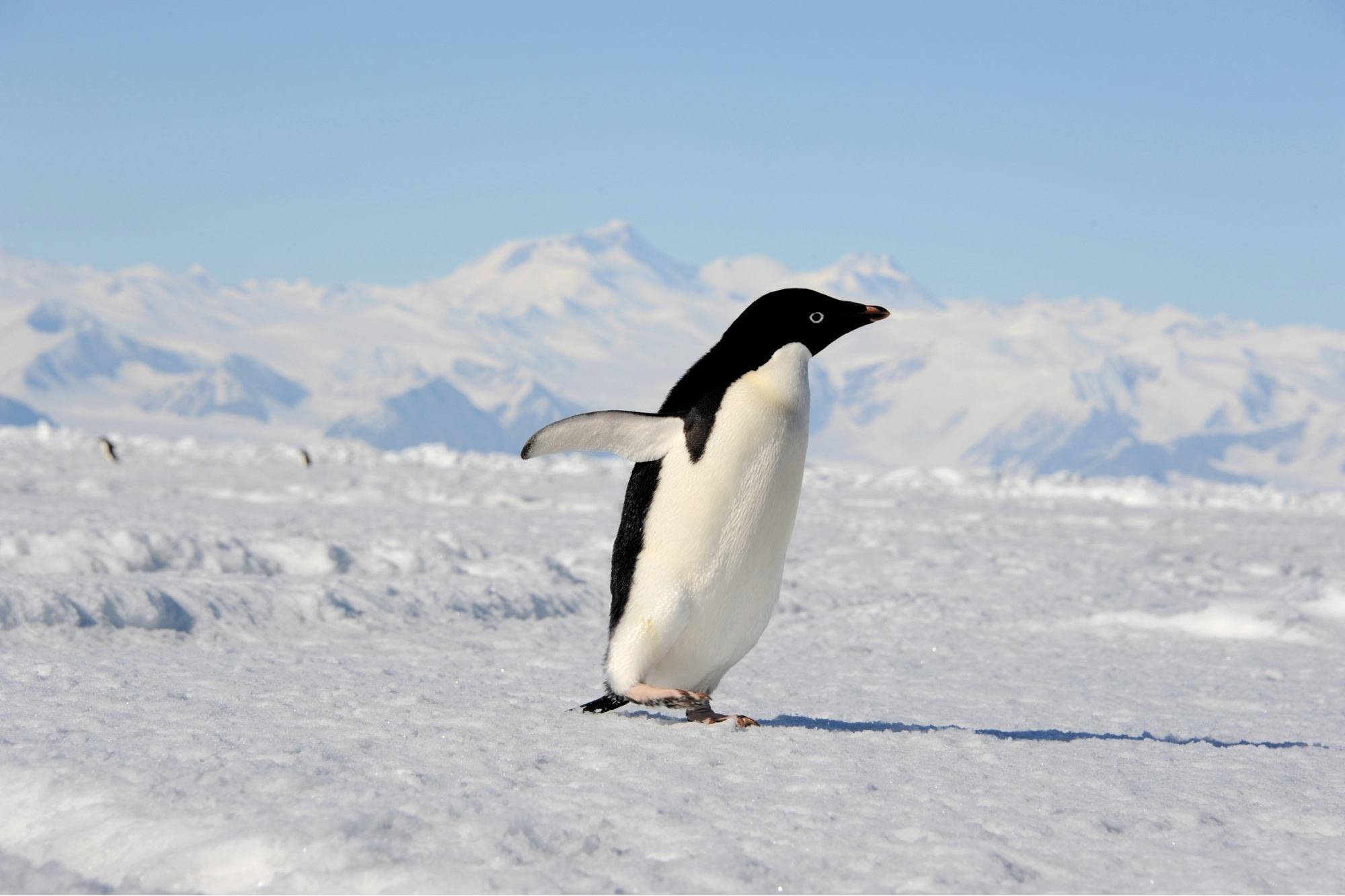 Antarctica app