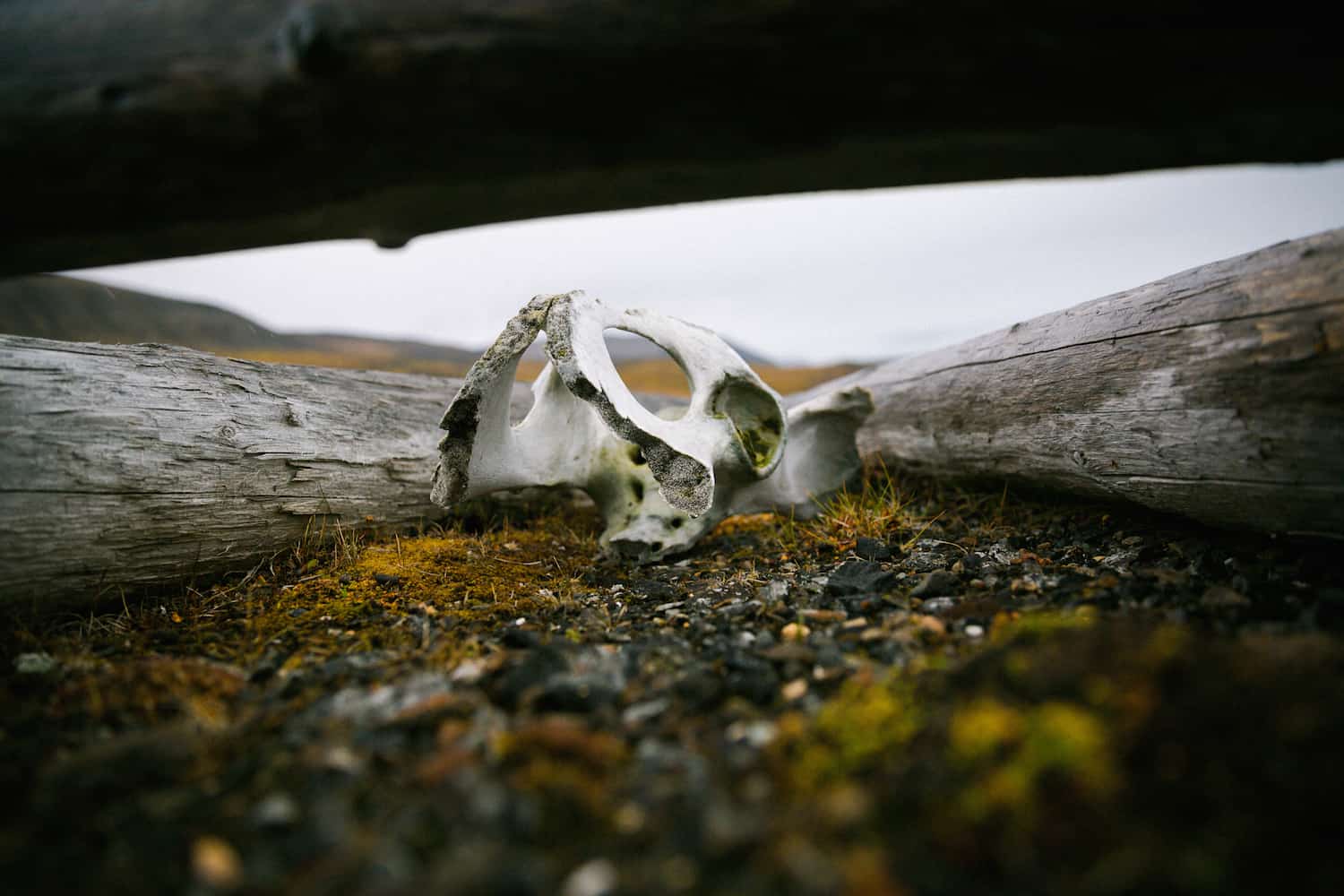 visit svalbard