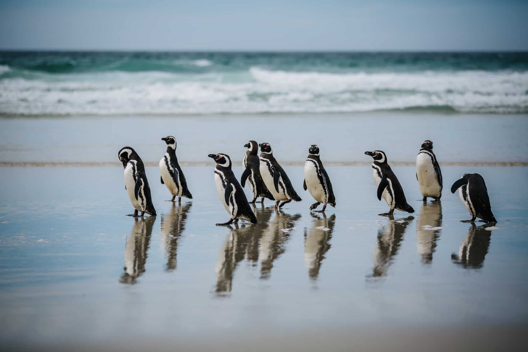 penguins of Antarctica