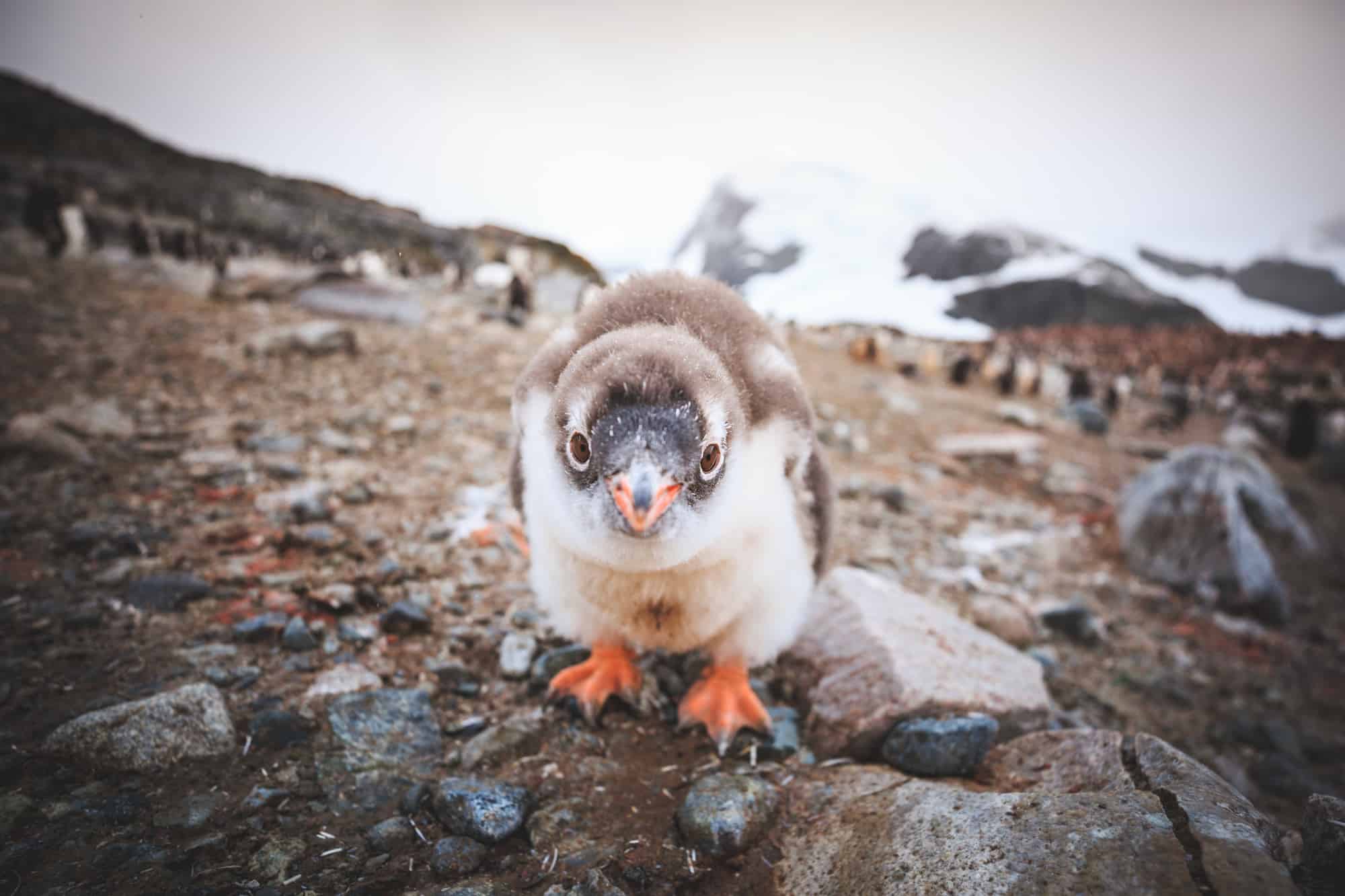 Antarctic explorers