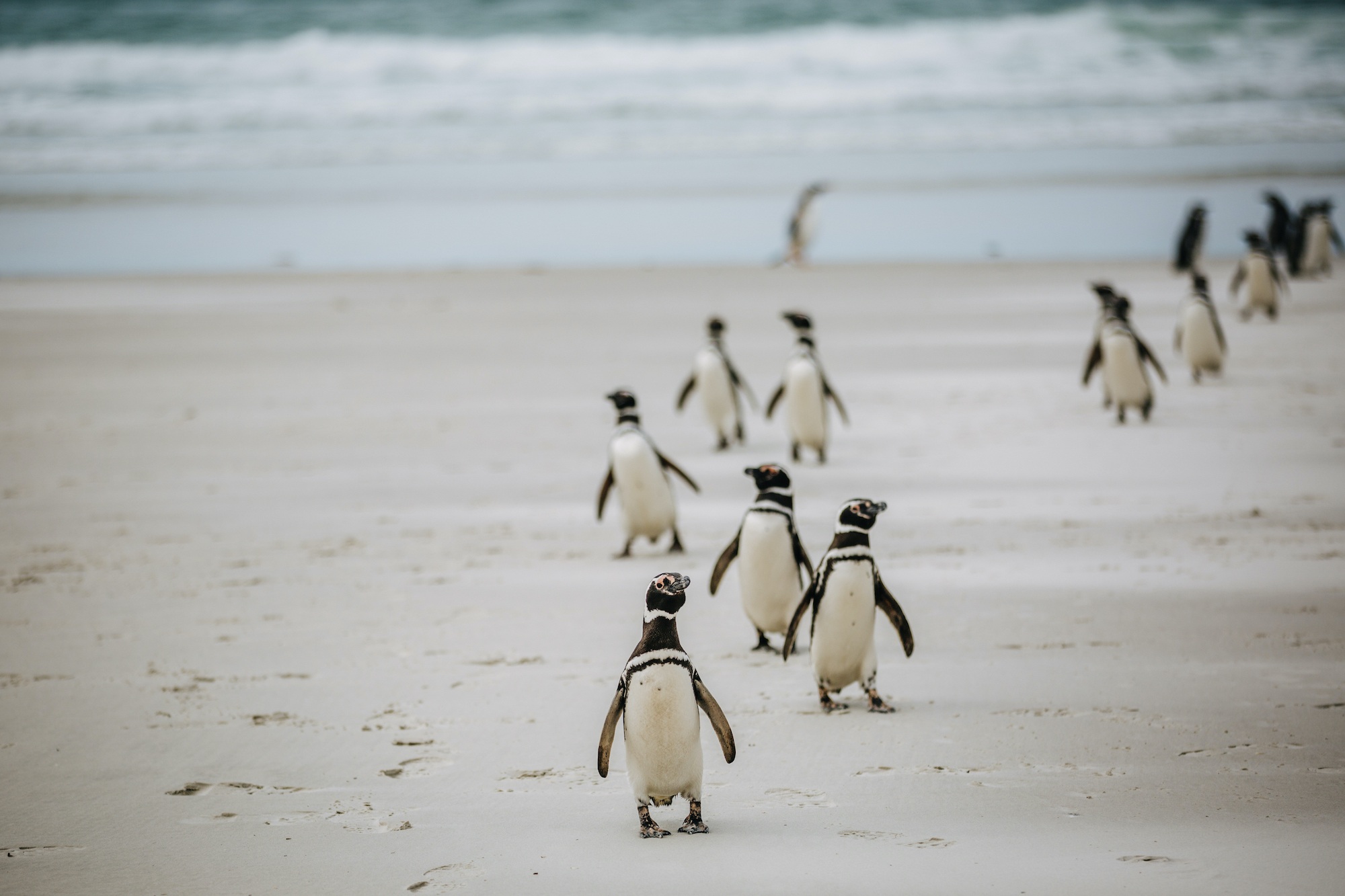 antarctic studies