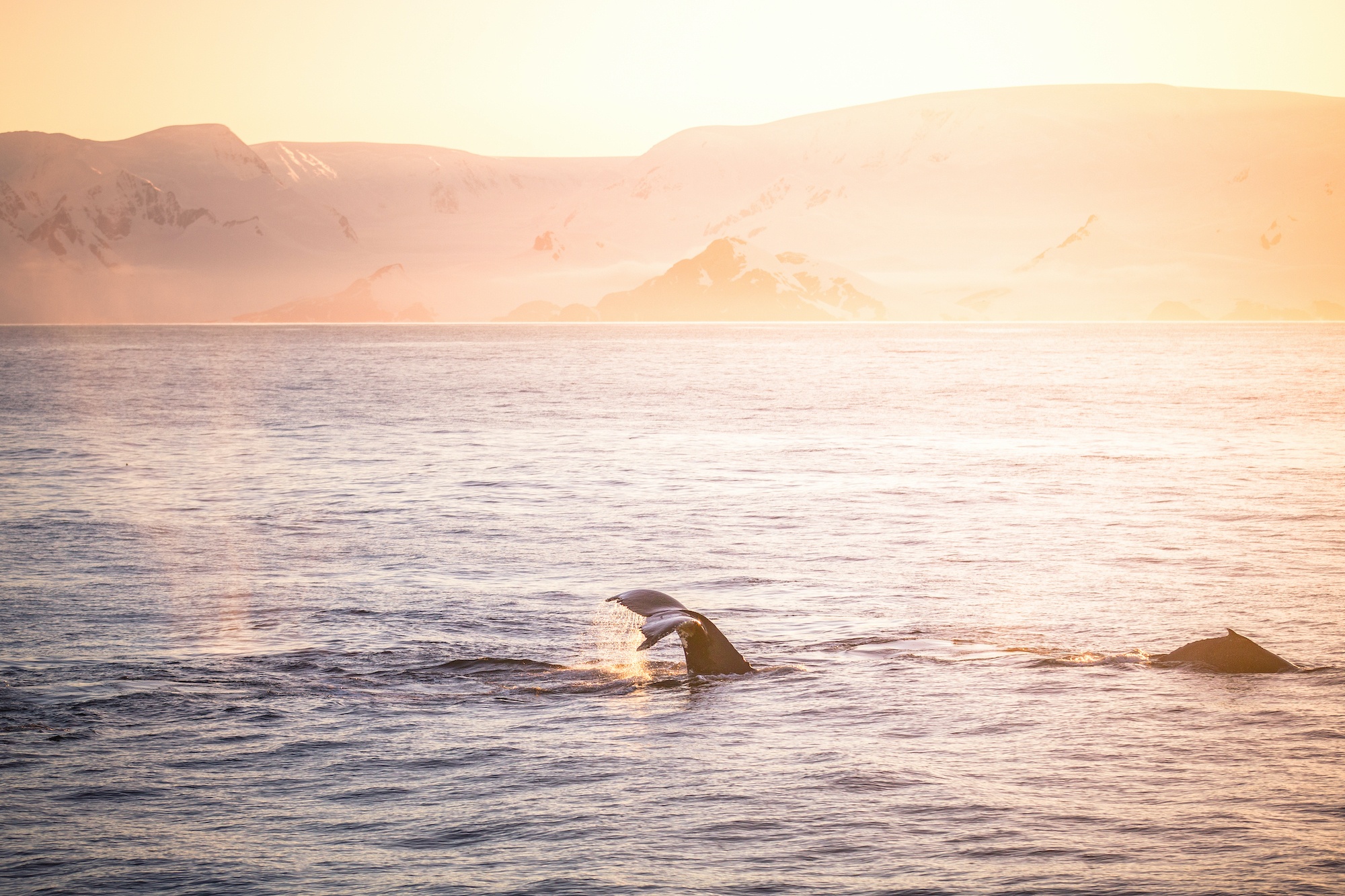 antarctic studies