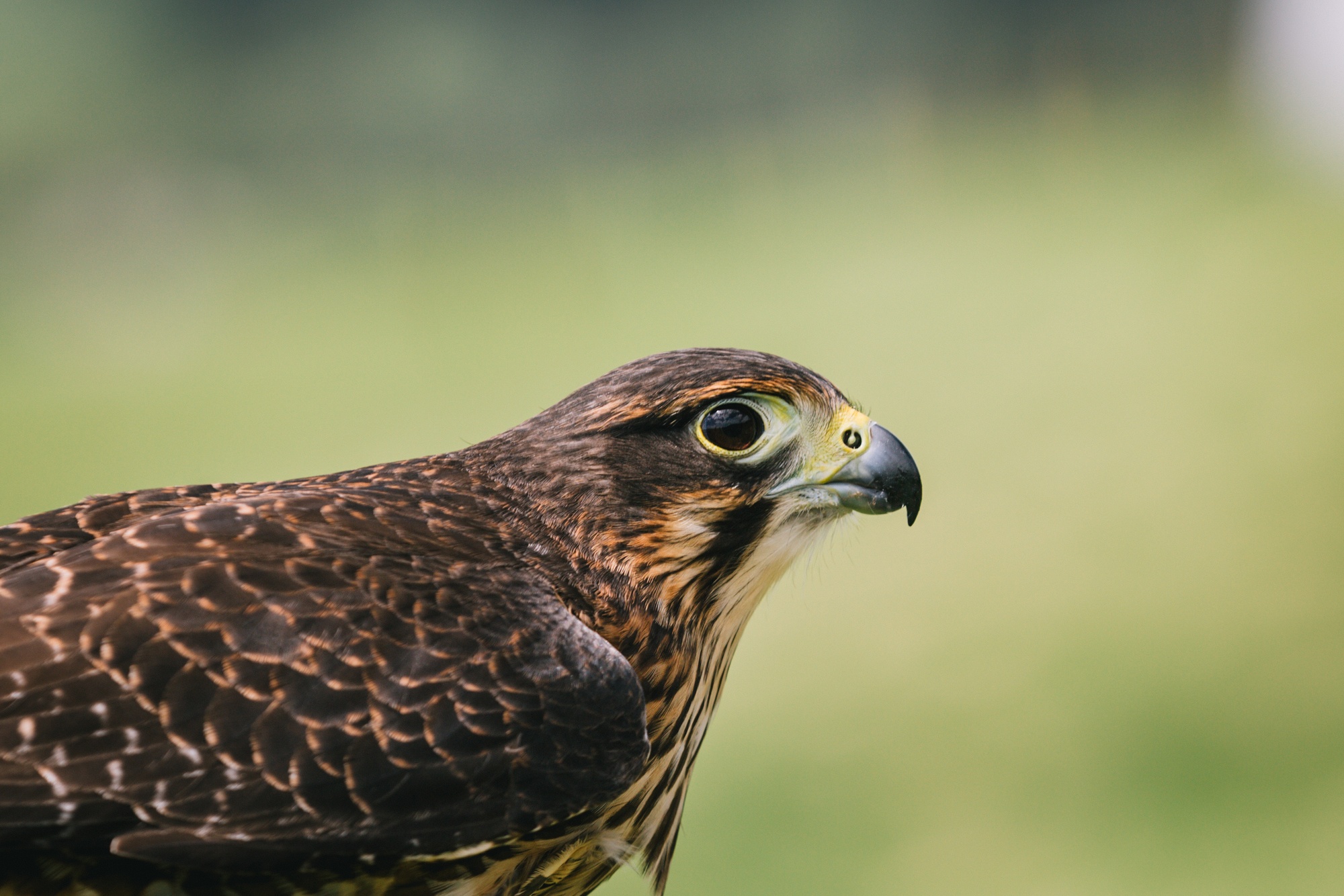 kārearea