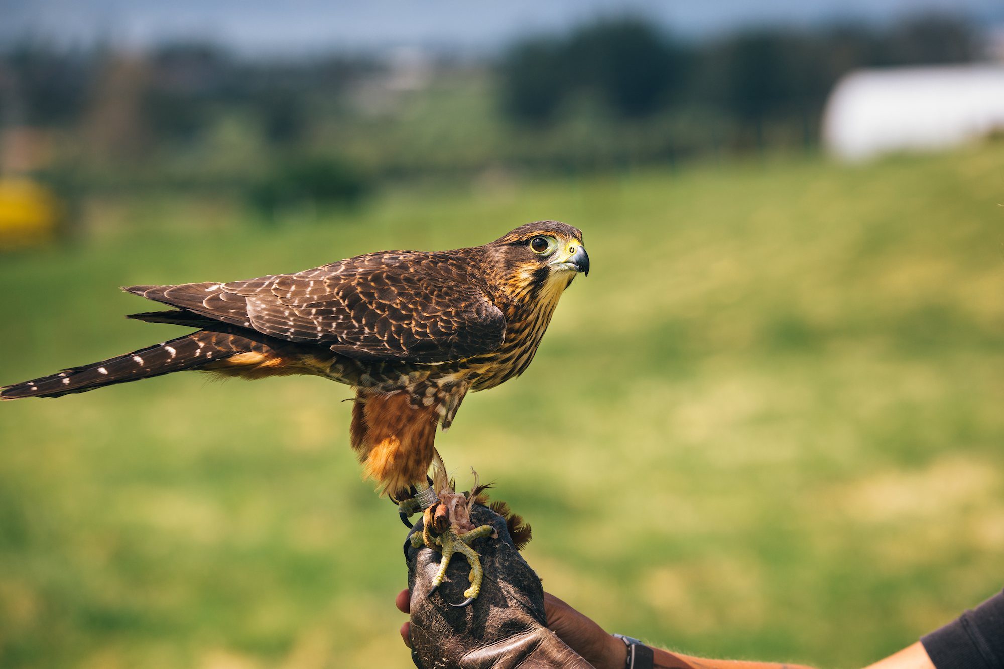 kārearea