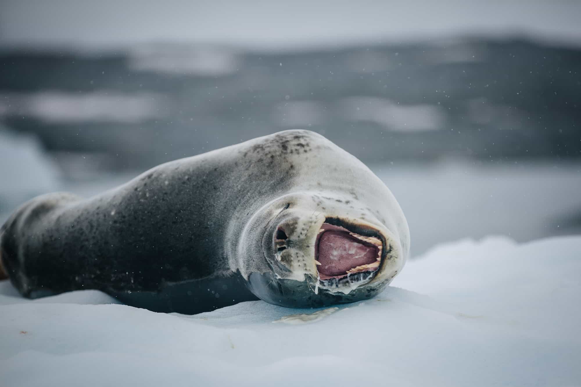 antarctica travel