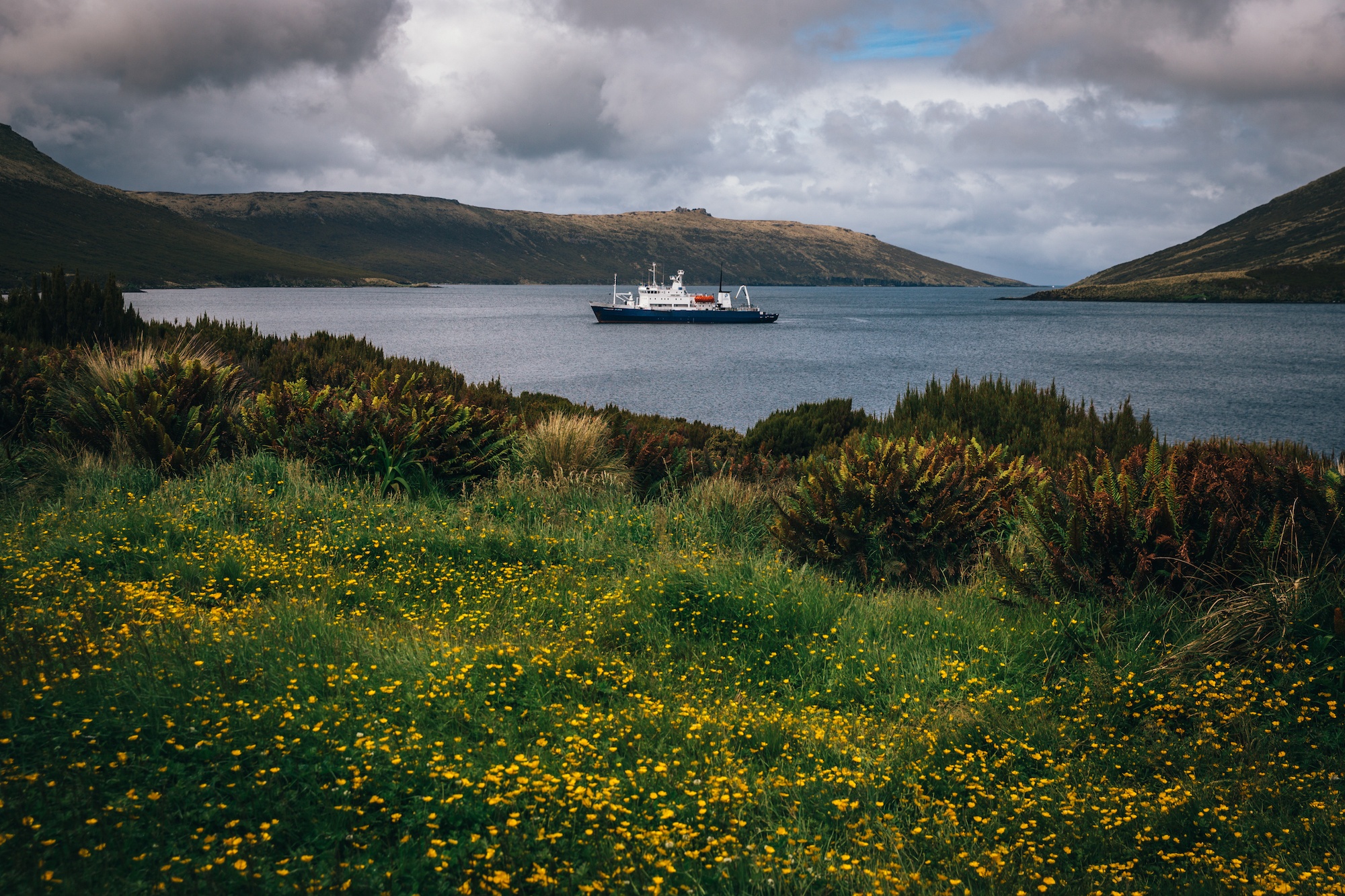 campbell island