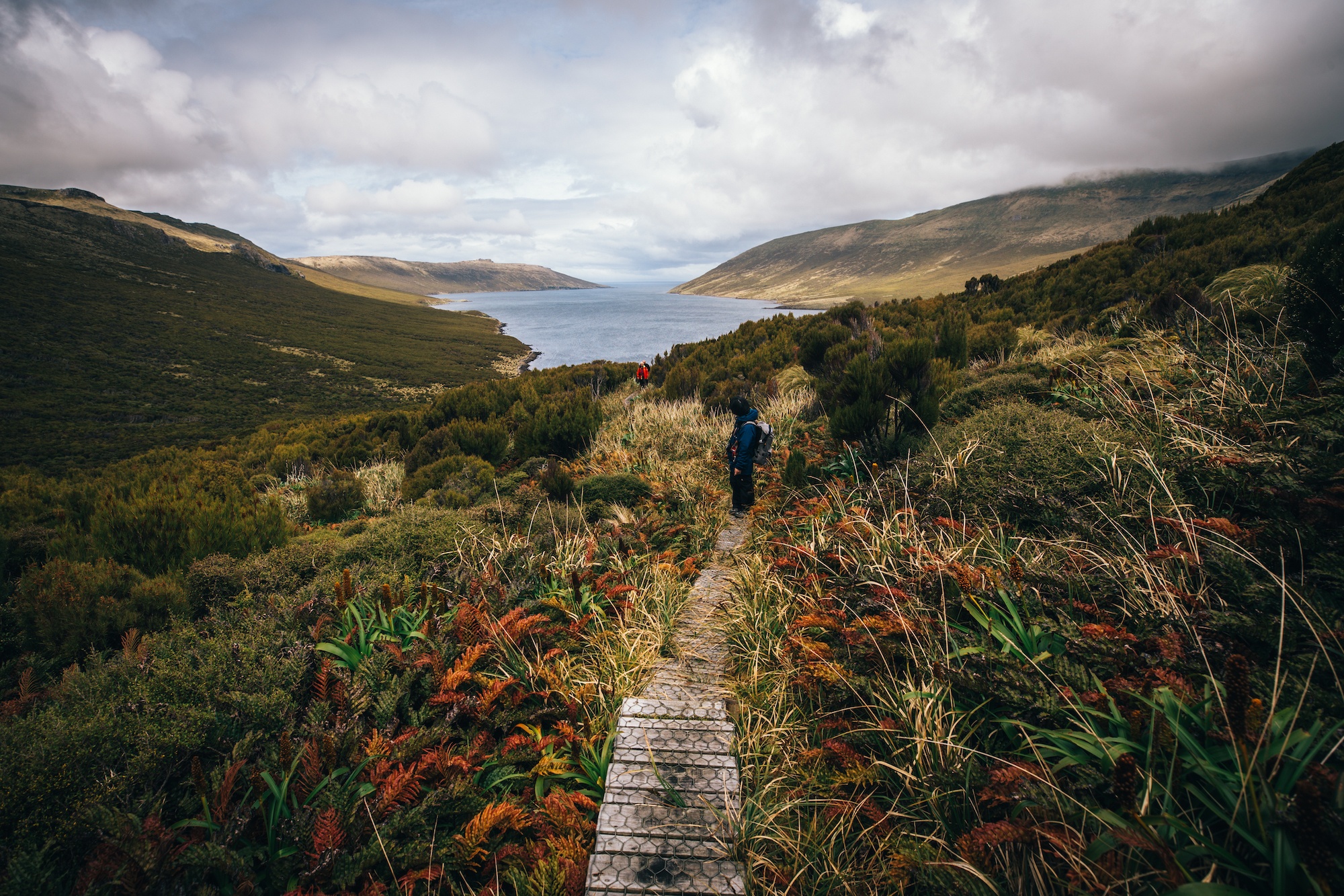 campbell island