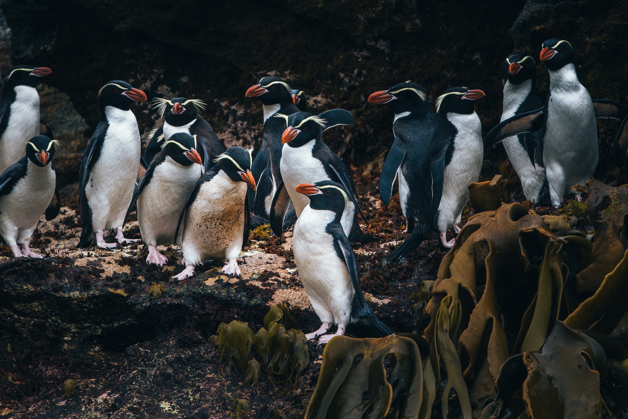 penguins of Antarctica