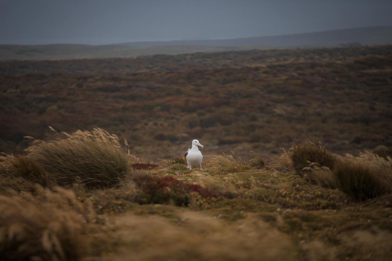 auckland islands travel