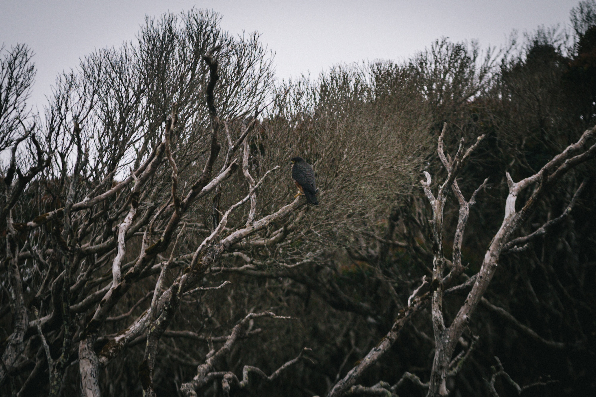 kārearea
