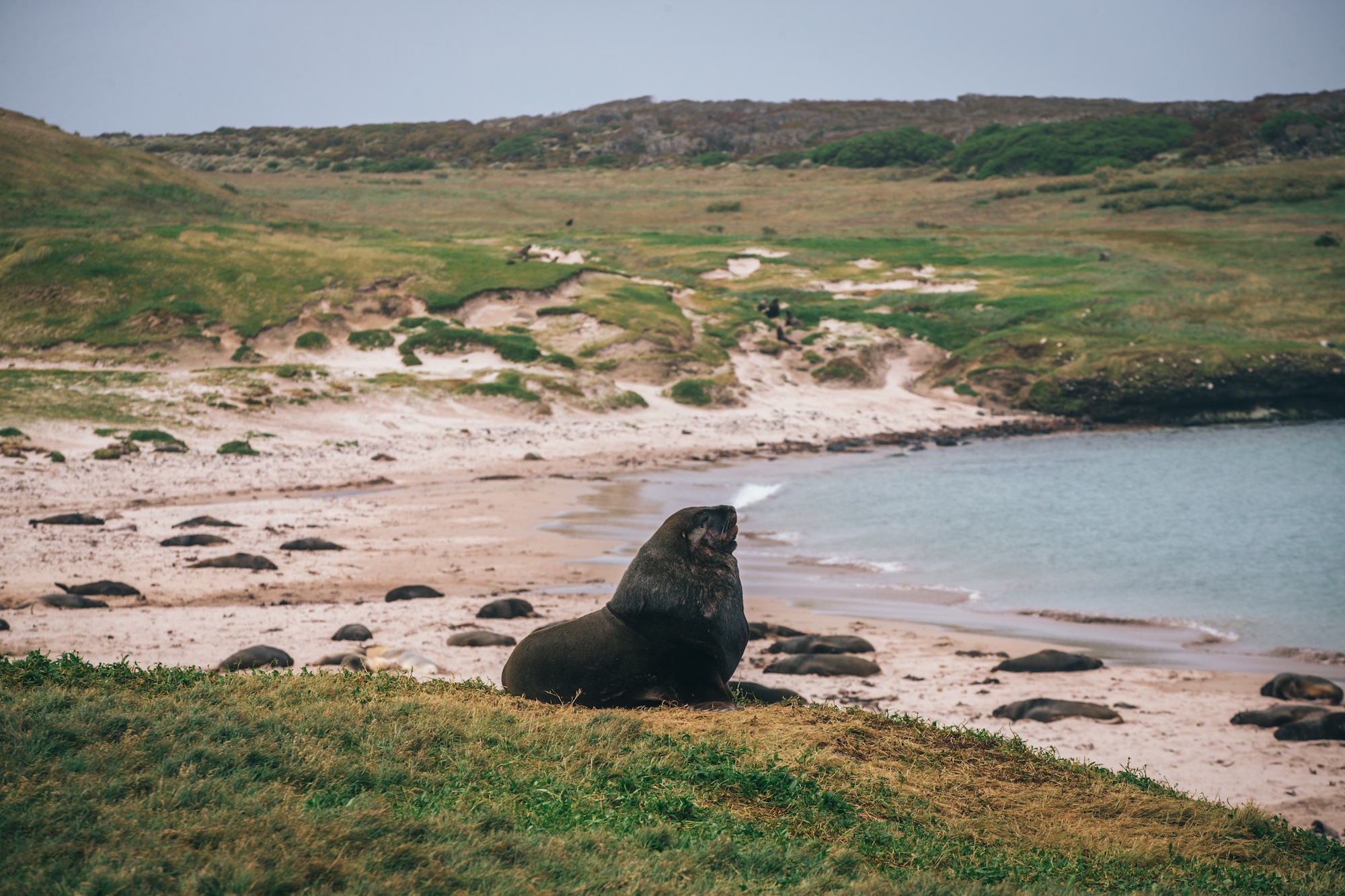 auckland islands travel