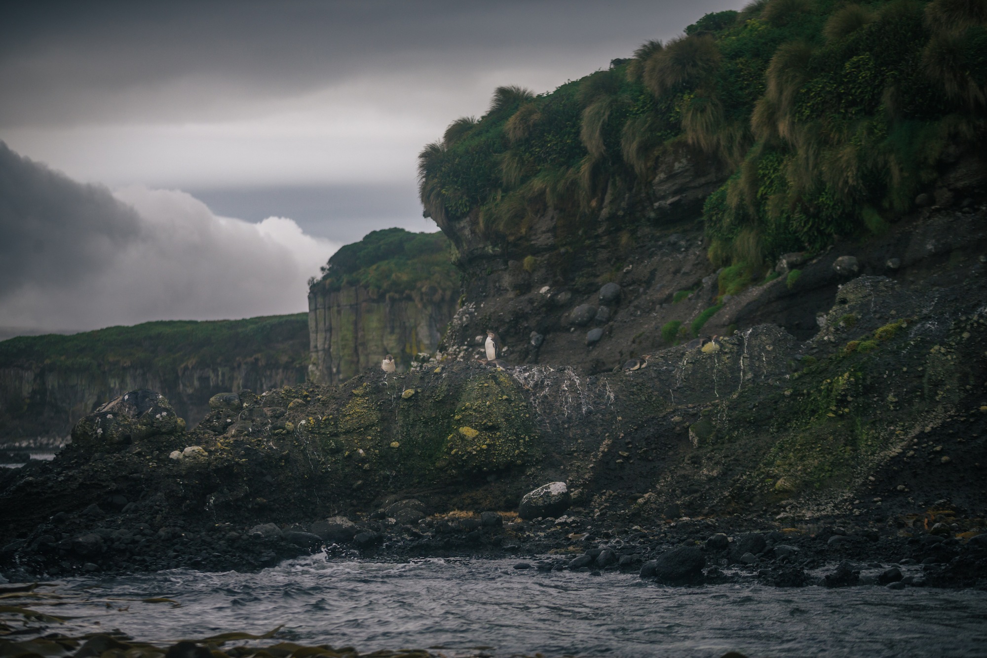 auckland islands travel