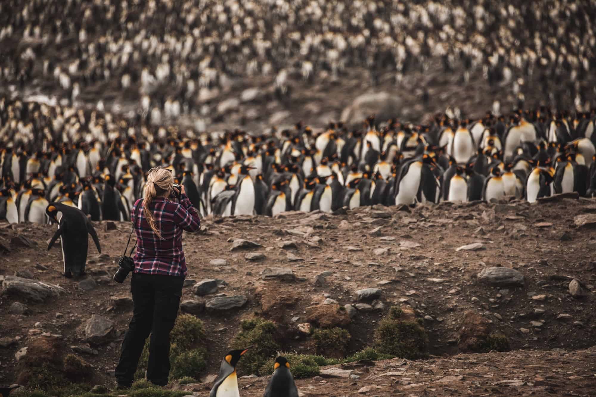 penguins of Antarctica