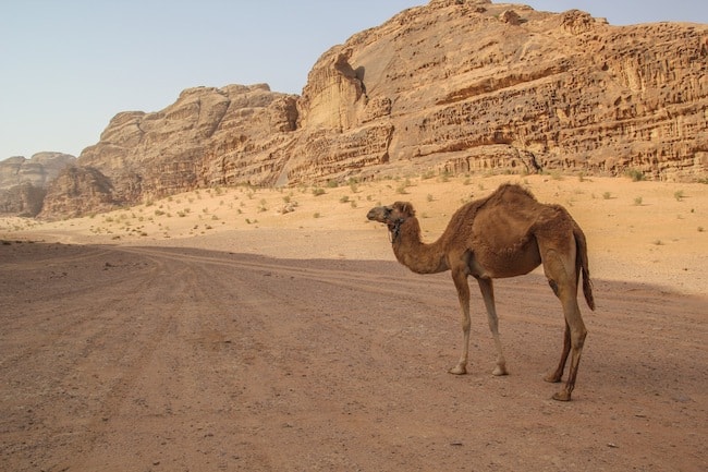 falling off a camel