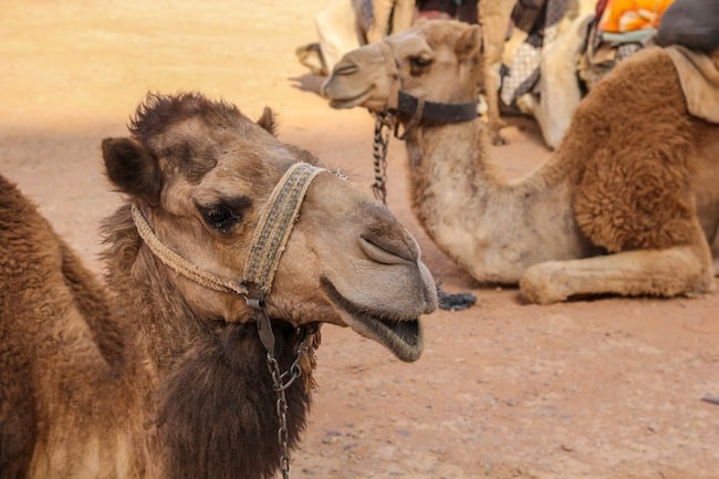falling off a camel