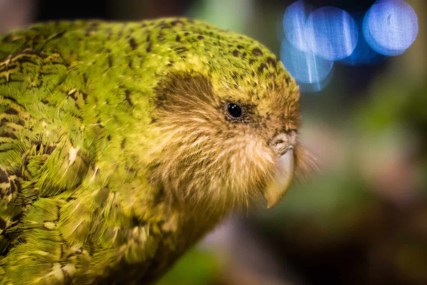 moving to new zealand