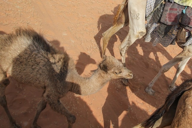 falling off a camel