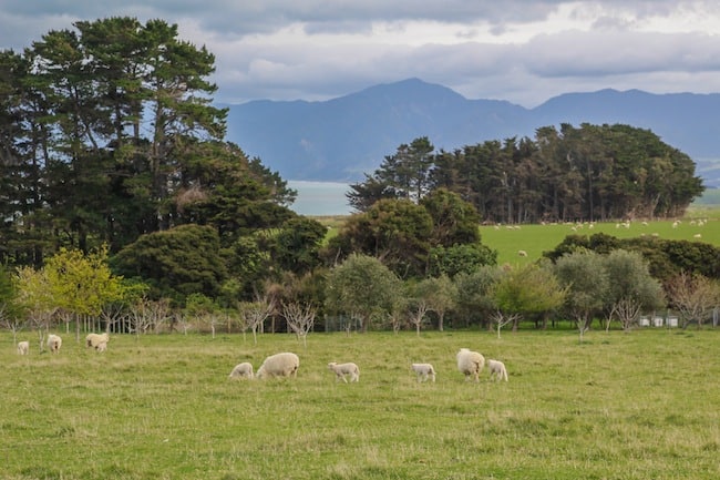 New Zealand expat