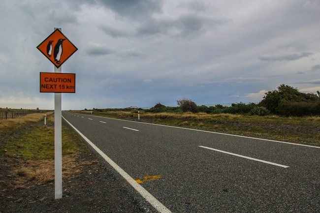 new zealand slang