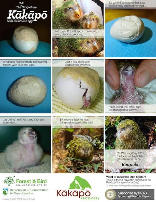 kakapo new zealand