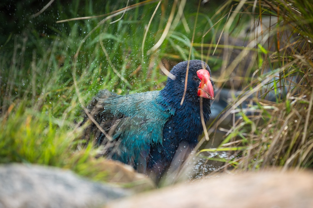 The Heaphy Track