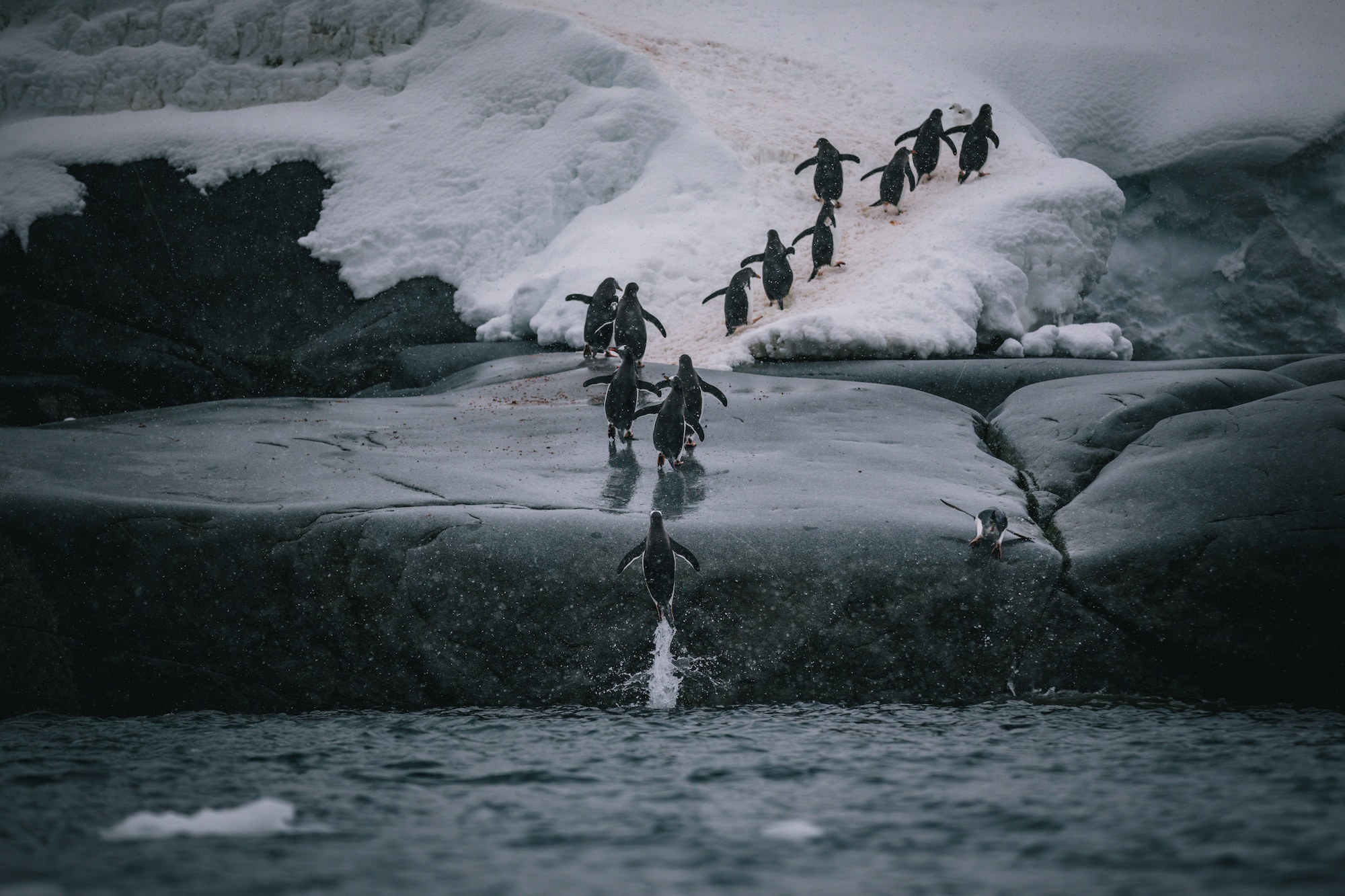 antarctica photos