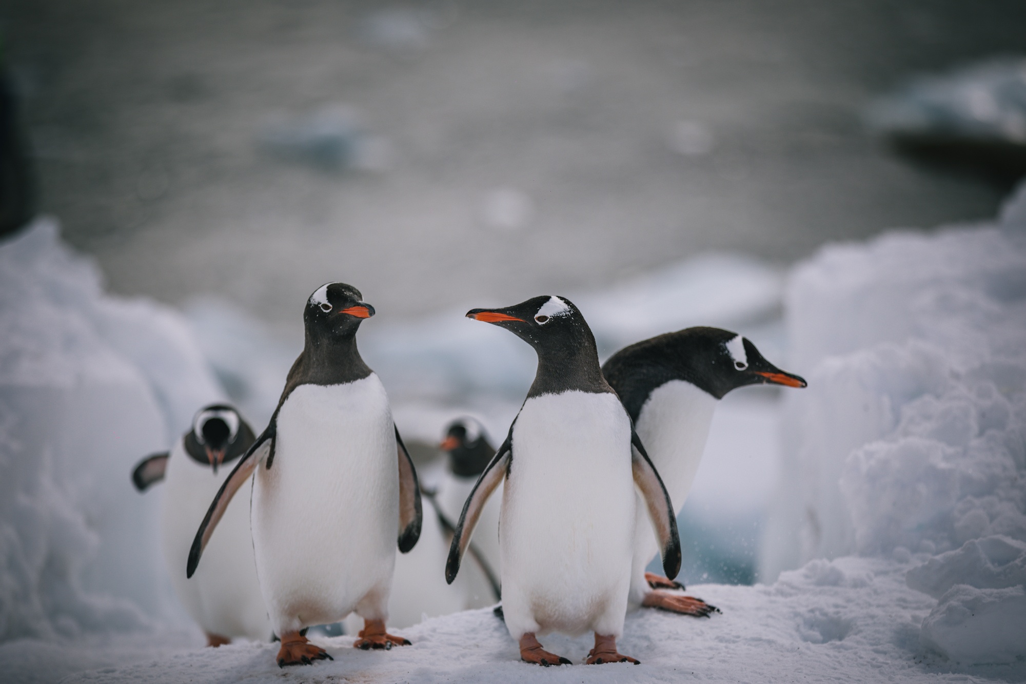penguins of Antarctica