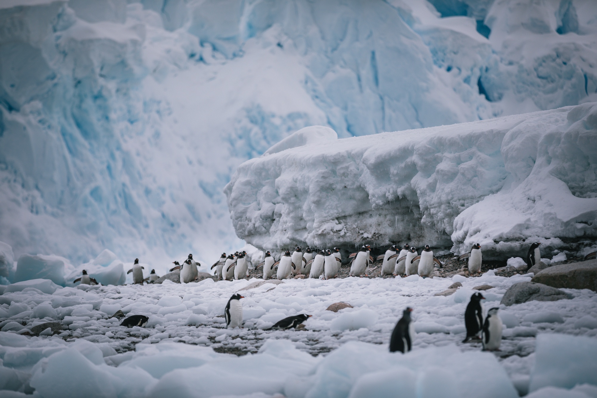 antarctica photos