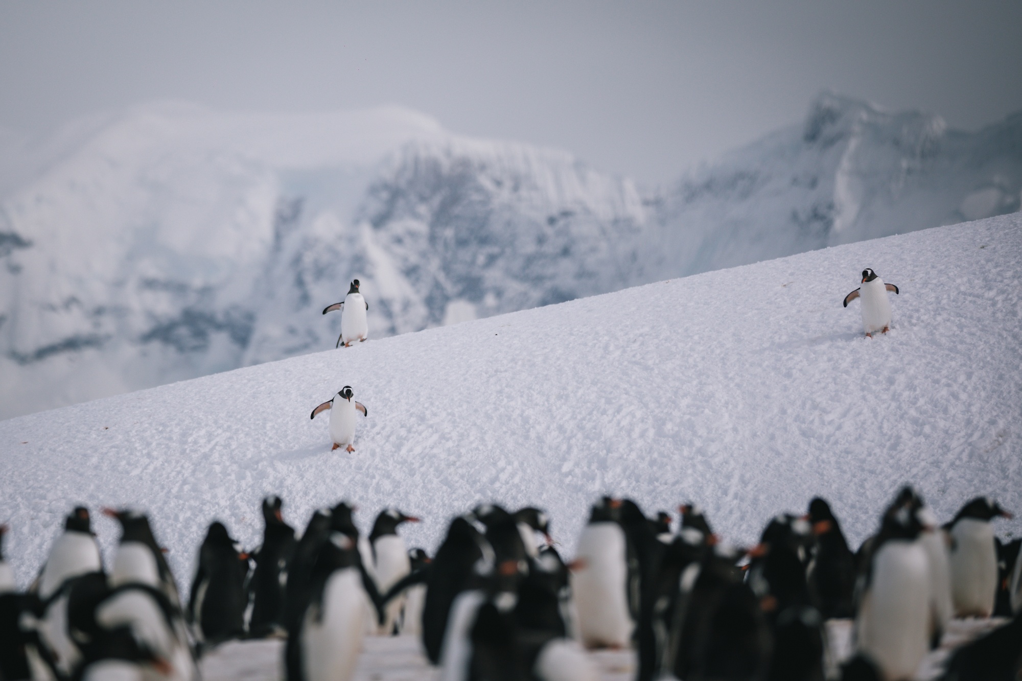 antarctica photos
