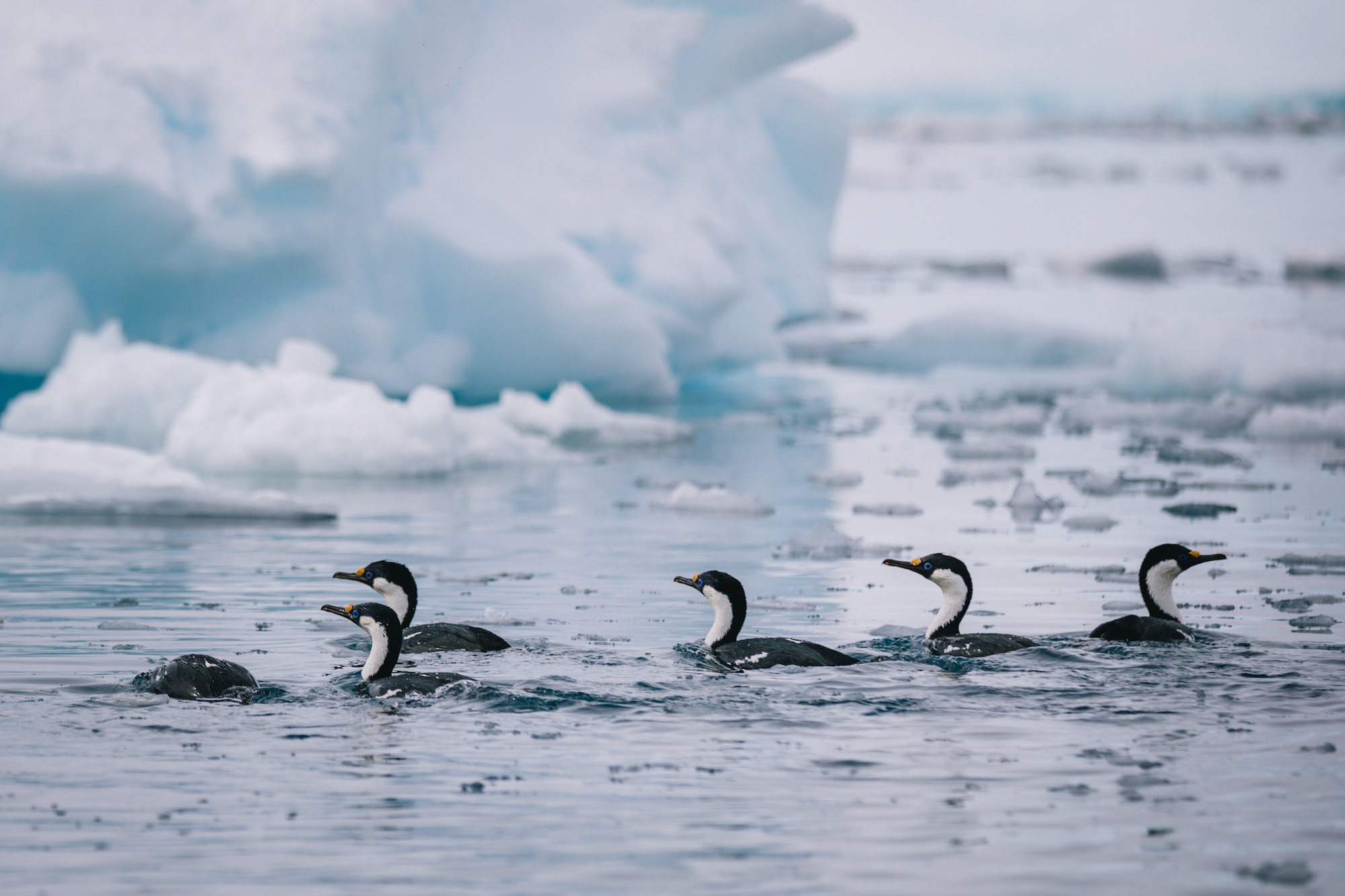 antarctica photos